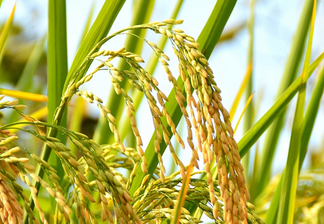 水稻病蟲(chóng).jpg