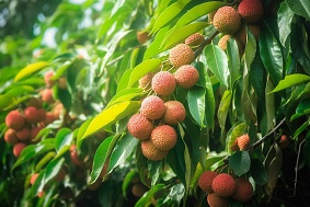 智慧果園的優(yōu)勢(shì)與未來發(fā)展