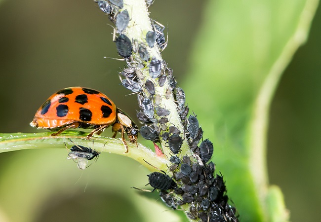 攝圖網(wǎng)_503187637_生物害蟲(chóng)防治（企業(yè)商用）.jpg