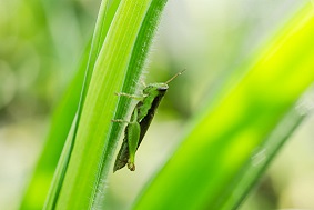 太陽(yáng)能蟲情測(cè)報(bào)燈優(yōu)勢(shì)介紹