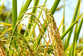 水稻病蟲(chóng)害防治需要注意什么