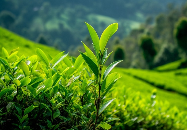 智慧茶園：實(shí)現(xiàn)茶產(chǎn)業(yè)的現(xiàn)代化升級(jí)